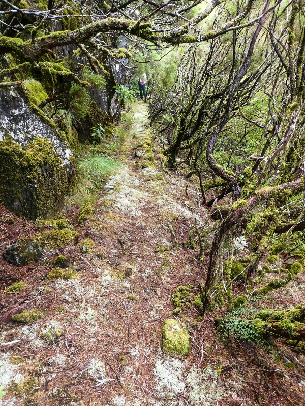 06.08.2021 Auf Entdeckungstour im Rabaçalgebiet: Tunel Vieira de Castro und Levada da Senhora — Weiter auf der Levada da Senhora — Foto 11