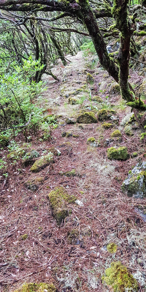 06.08.2021 Auf Entdeckungstour im Rabaçalgebiet: Tunel Vieira de Castro und Levada da Senhora — Weiter auf der Levada da Senhora — Foto 13