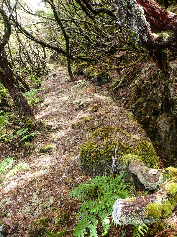 Levada da Senhora (Estreito da Calheta) — Abschnitt 6 — Foto 19