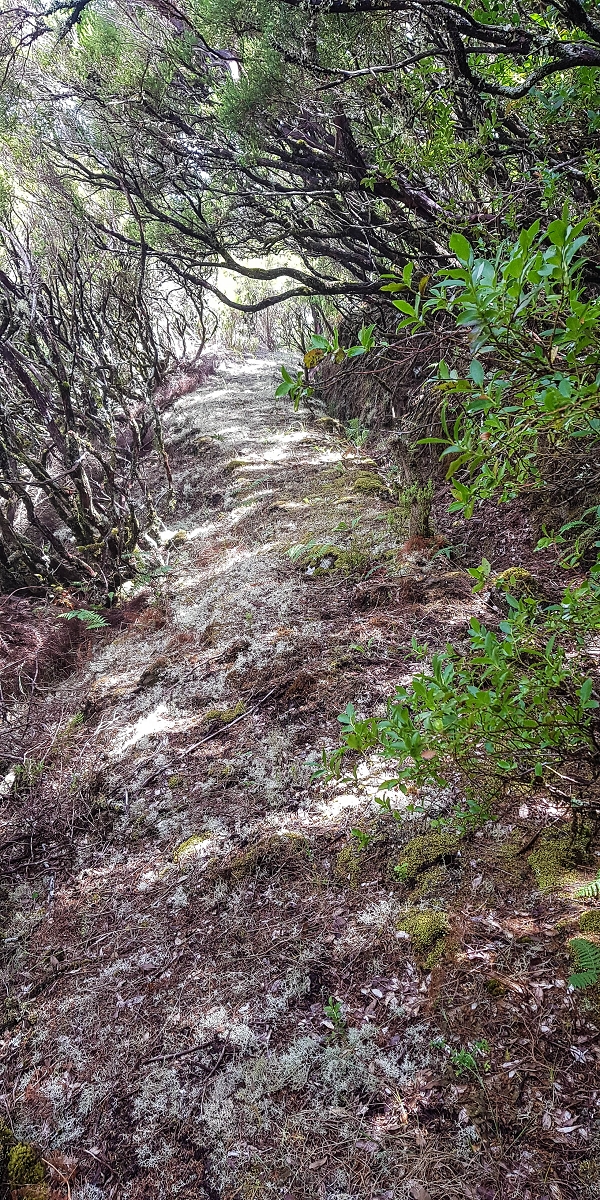 06.08.2021 Auf Entdeckungstour im Rabaçalgebiet: Tunel Vieira de Castro und Levada da Senhora — Weiter auf der Levada da Senhora — Foto 15
