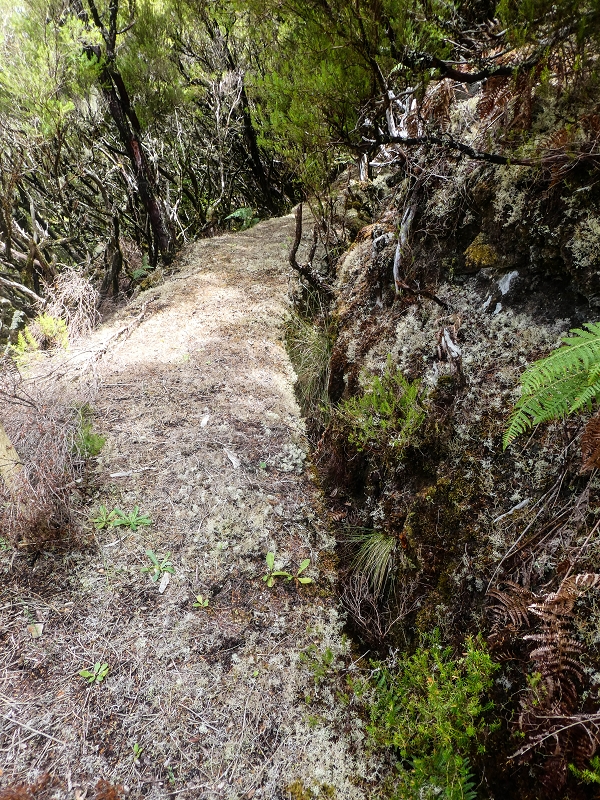 06.08.2021 Auf Entdeckungstour im Rabaçalgebiet: Tunel Vieira de Castro und Levada da Senhora — Weiter auf der Levada da Senhora — Foto 16