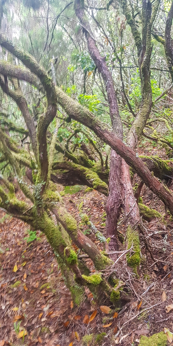 06.08.2021 Auf Entdeckungstour im Rabaçalgebiet: Tunel Vieira de Castro und Levada da Senhora — Abstieg zum Furado Velho und weiter auf der Levada do Furado Velho — Foto 4
