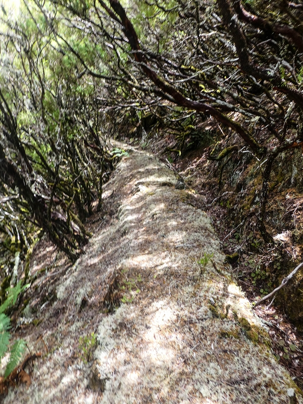 Levada da Senhora (Estreito da Calheta) — Abschnitt 6 — Foto 15