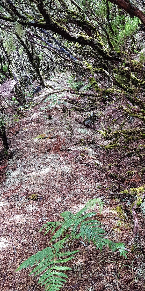 Levada da Senhora (Estreito da Calheta) — Abschnitt 6 — Foto 16