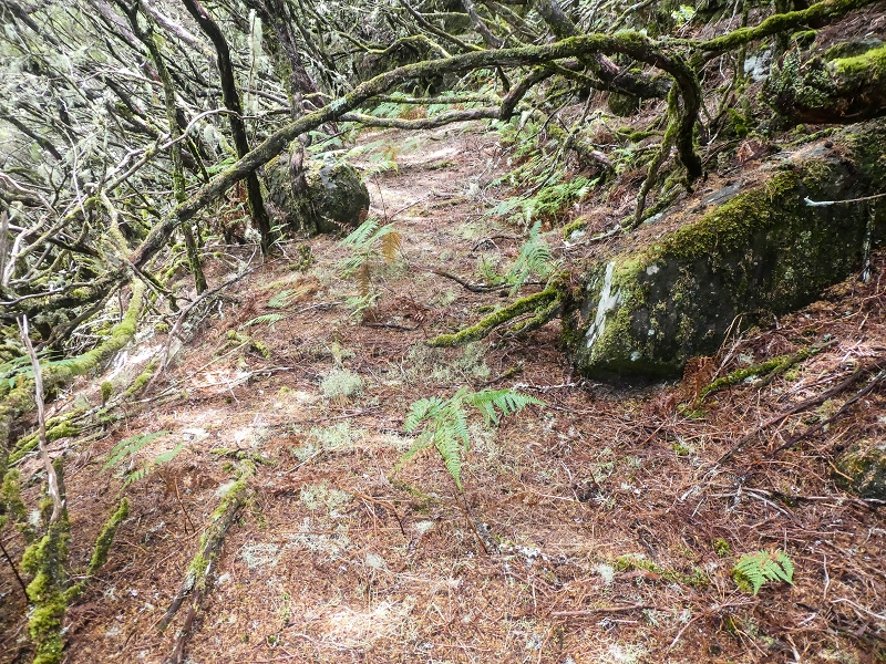 Levada da Senhora (Estreito da Calheta) — Abschnitt 6 — Foto 17