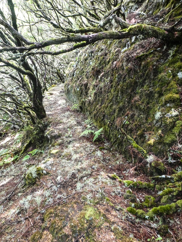Levada da Senhora (Estreito da Calheta) — Abschnitt 6 — Foto 18