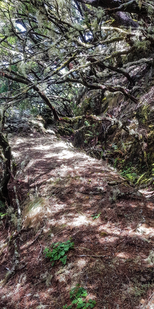 06.08.2021 Auf Entdeckungstour im Rabaçalgebiet: Tunel Vieira de Castro und Levada da Senhora — Weiter auf der Levada da Senhora — Foto 21