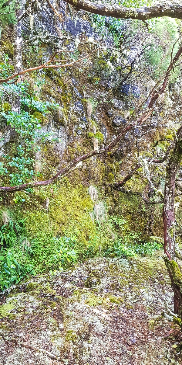 06.08.2021 Auf Entdeckungstour im Rabaçalgebiet: Tunel Vieira de Castro und Levada da Senhora — Weiter auf der Levada da Senhora — Foto 22