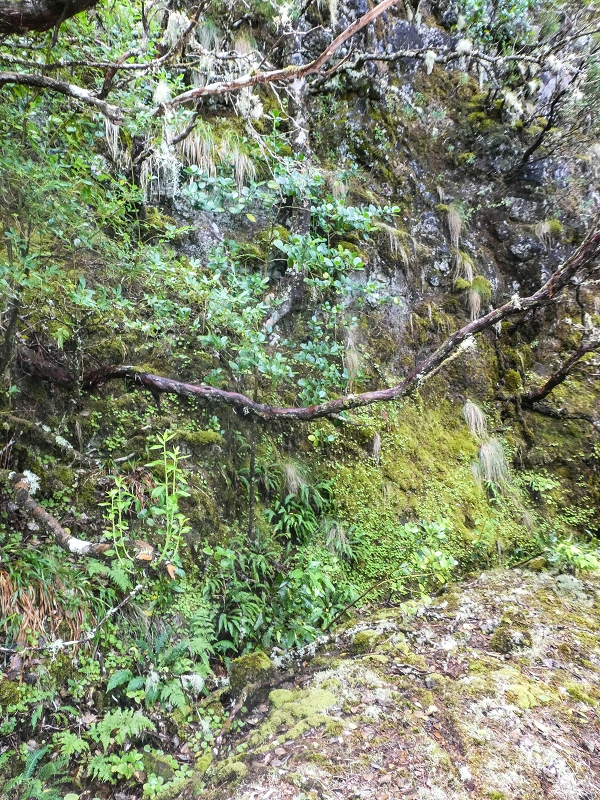 06.08.2021 Auf Entdeckungstour im Rabaçalgebiet: Tunel Vieira de Castro und Levada da Senhora — Weiter auf der Levada da Senhora — Foto 23