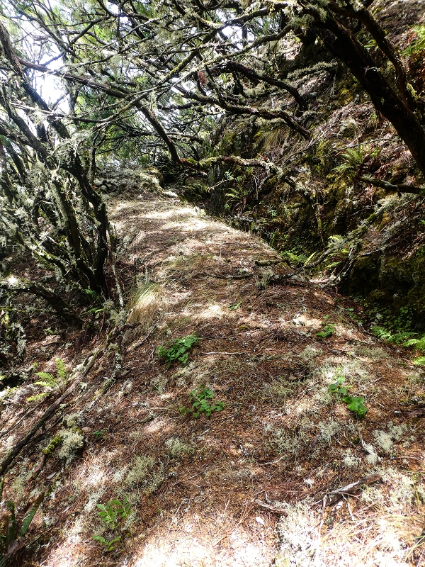 Levada da Senhora (Estreito da Calheta) — Abschnitt 6 — Foto 11