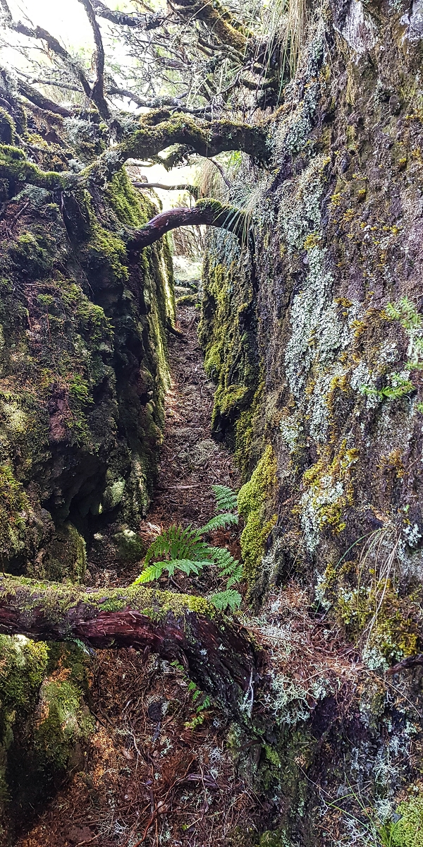 Levada da Senhora (Estreito da Calheta) — Abschnitt 6 — Foto 12