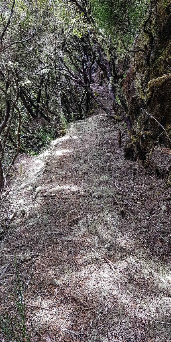 Levada da Senhora (Estreito da Calheta) — Abschnitt 6 — Foto 14
