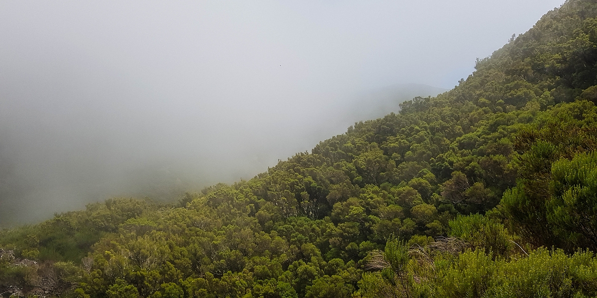 06.08.2021 Auf Entdeckungstour im Rabaçalgebiet: Tunel Vieira de Castro und Levada da Senhora — Auf dem aussichtsreichen Balkon — Foto 6