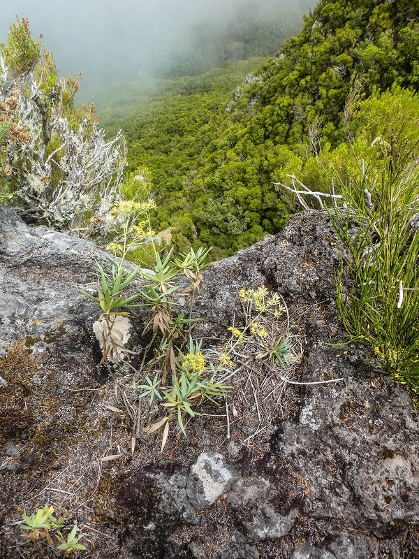 06.08.2021 Auf Entdeckungstour im Rabaçalgebiet: Tunel Vieira de Castro und Levada da Senhora — Auf dem aussichtsreichen Balkon — Foto 11