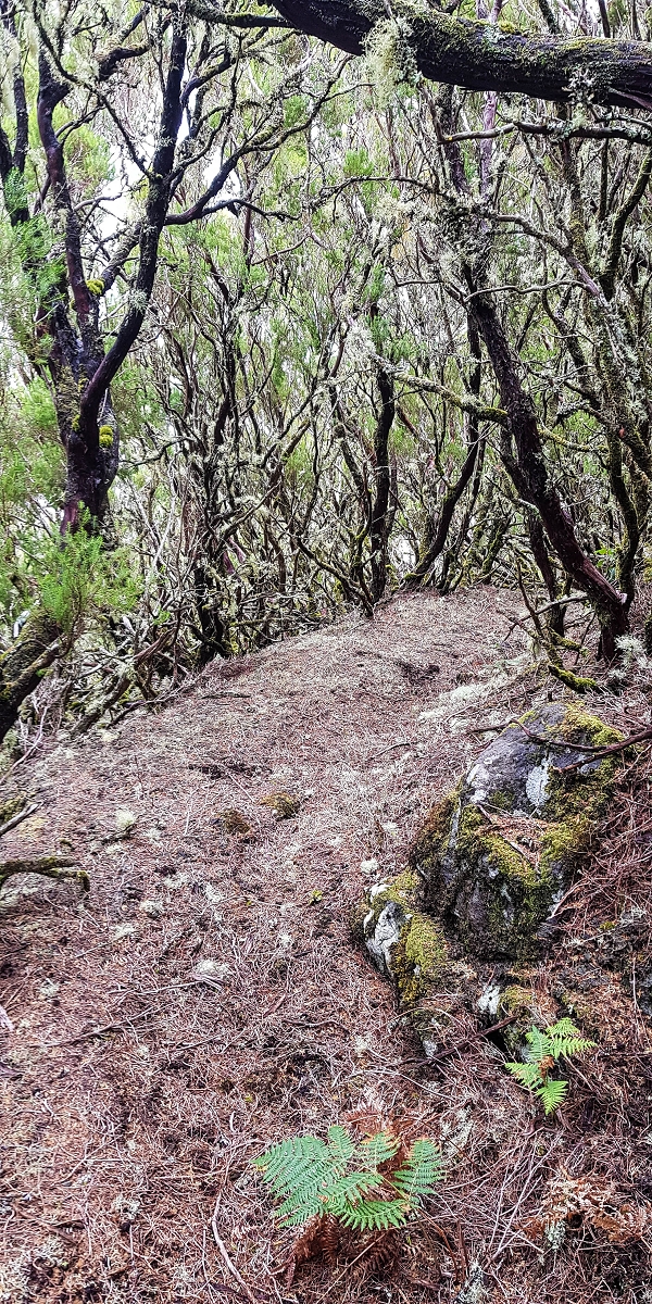 Levada da Senhora (Estreito da Calheta) — Abschnitt 6 — Foto 8