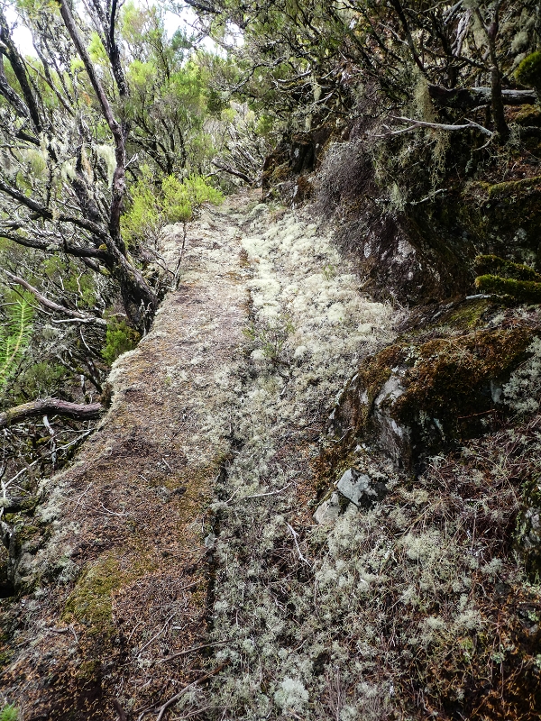 Levada da Senhora (Estreito da Calheta) — Abschnitt 6 — Foto 6