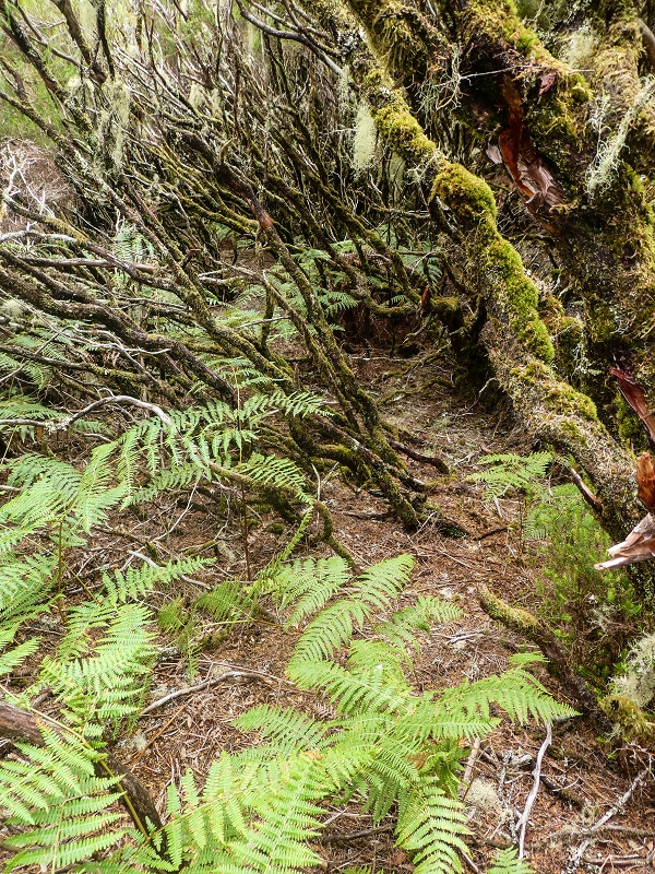 Levada da Senhora (Estreito da Calheta) — Abschnitt 6 — Foto 2