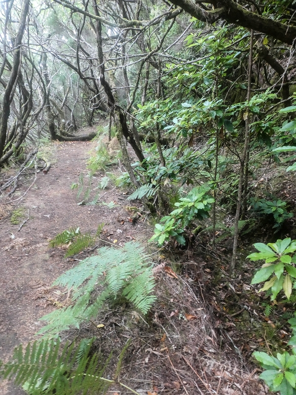 06.08.2021 Auf Entdeckungstour im Rabaçalgebiet: Tunel Vieira de Castro und Levada da Senhora — Abstieg zum Furado Velho und weiter auf der Levada do Furado Velho — Foto 7