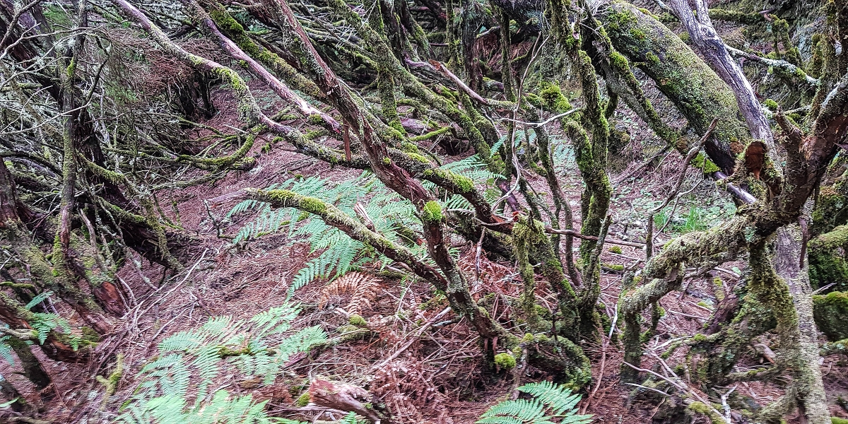 Levada da Senhora (Estreito da Calheta) — Abschnitt 6 — Foto 4