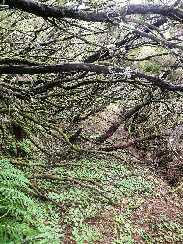 Levada da Senhora (Estreito da Calheta) — Abschnitt 6 — Foto 3