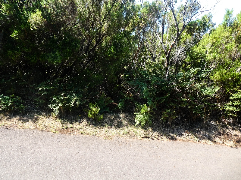 Levada da Senhora (Estreito da Calheta) — Abschnitt 6 — Foto 1