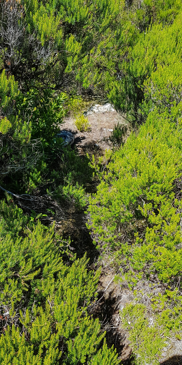 Levada da Senhora (Estreito da Calheta) — Levadareste beim Ponto Velho — Foto 1