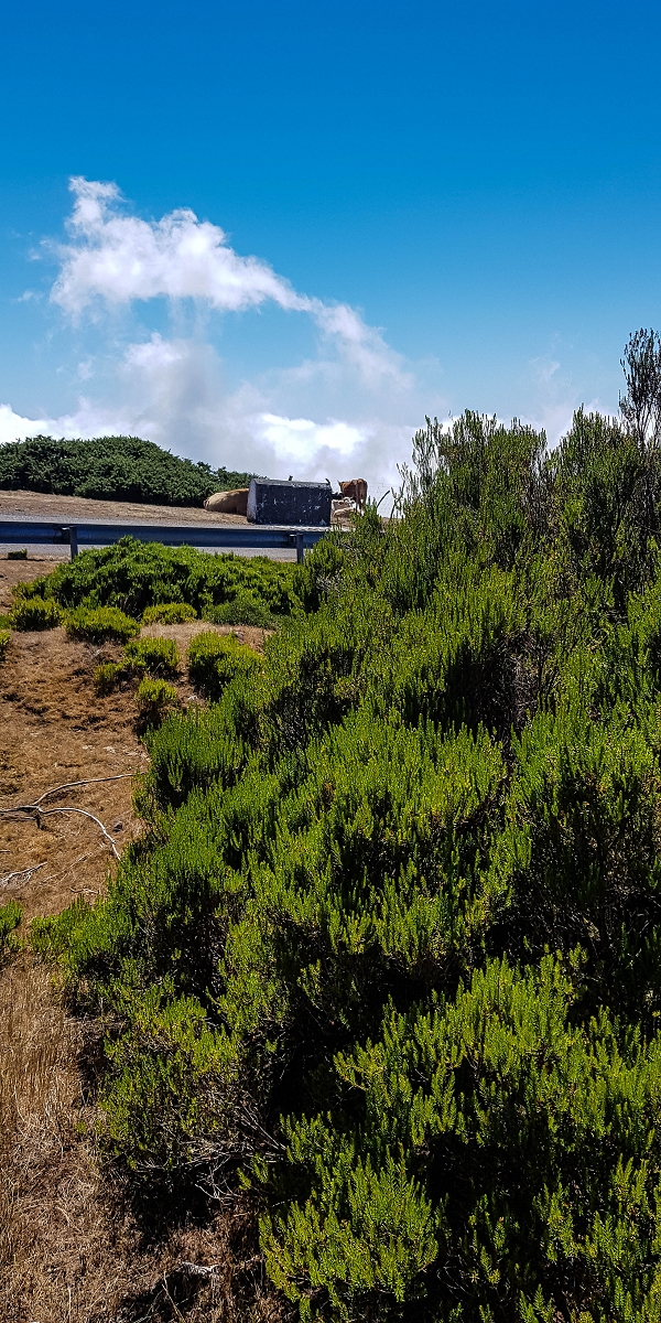 Levada da Senhora (Estreito da Calheta) — Levadareste beim Ponto Velho — Foto 2