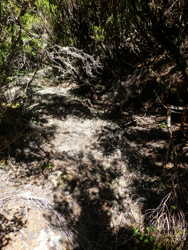 Levada da Senhora (Estreito da Calheta) — Levadareste beim Ponto Velho — Foto 3