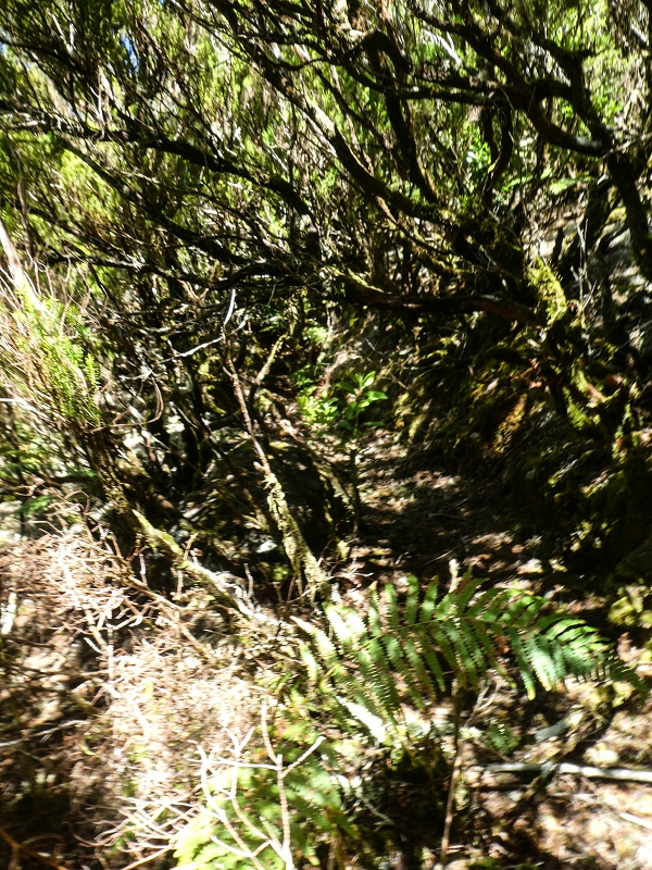 Levada da Senhora (Estreito da Calheta) — Levadareste beim Ponto Velho — Foto 4