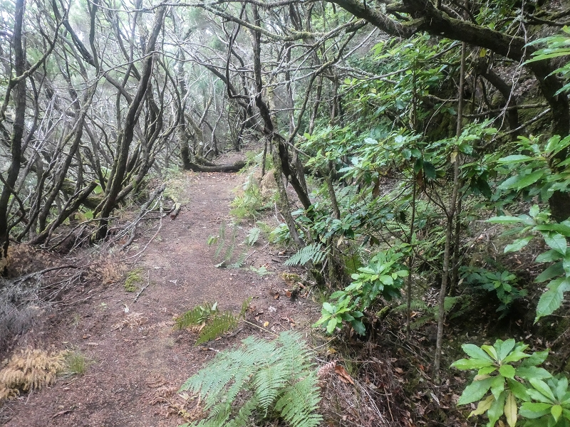 06.08.2021 Auf Entdeckungstour im Rabaçalgebiet: Tunel Vieira de Castro und Levada da Senhora — Abstieg zum Furado Velho und weiter auf der Levada do Furado Velho — Foto 8