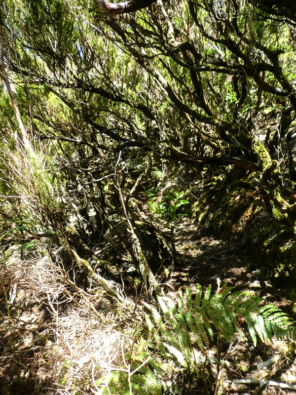 Levada da Senhora (Estreito da Calheta) — Levadareste beim Ponto Velho — Foto 5