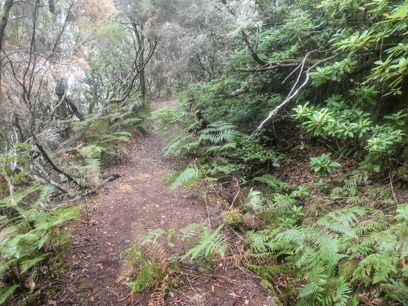 06.08.2021 Auf Entdeckungstour im Rabaçalgebiet: Tunel Vieira de Castro und Levada da Senhora — Abstieg zum Furado Velho und weiter auf der Levada do Furado Velho — Foto 9
