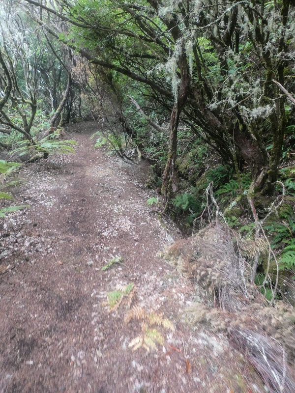 06.08.2021 Auf Entdeckungstour im Rabaçalgebiet: Tunel Vieira de Castro und Levada da Senhora — Abstieg zum Furado Velho und weiter auf der Levada do Furado Velho — Foto 10