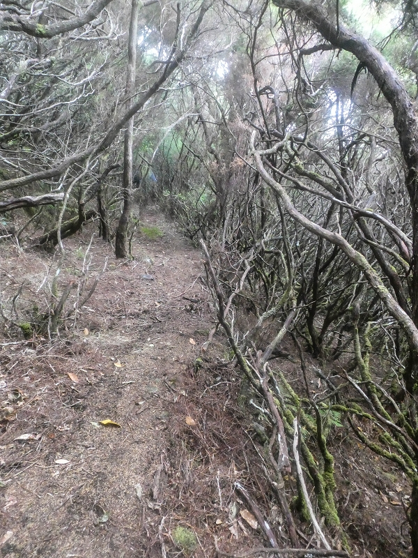 06.08.2021 Auf Entdeckungstour im Rabaçalgebiet: Tunel Vieira de Castro und Levada da Senhora — Abstieg Richtung Tunel Vieira de Castro — Foto 2