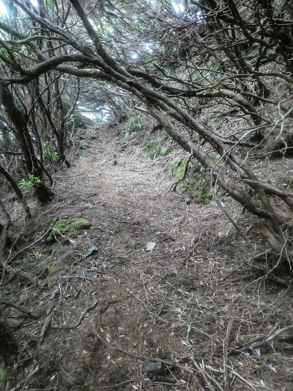 06.08.2021 Auf Entdeckungstour im Rabaçalgebiet: Tunel Vieira de Castro und Levada da Senhora — Abstieg Richtung Tunel Vieira de Castro — Foto 3