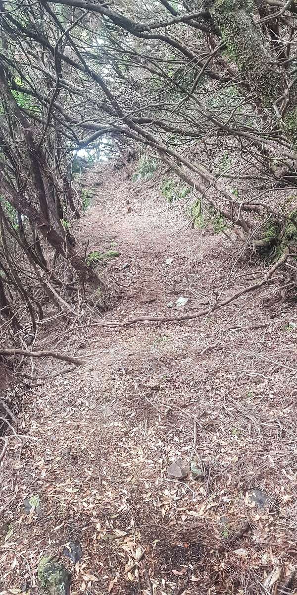 06.08.2021 Auf Entdeckungstour im Rabaçalgebiet: Tunel Vieira de Castro und Levada da Senhora — Abstieg Richtung Tunel Vieira de Castro — Foto 5