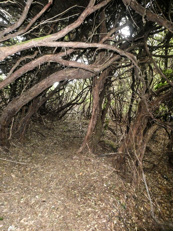 06.08.2021 Auf Entdeckungstour im Rabaçalgebiet: Tunel Vieira de Castro und Levada da Senhora — Abstieg Richtung Tunel Vieira de Castro — Foto 6