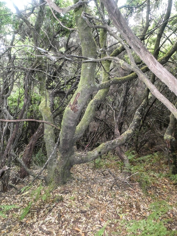 06.08.2021 Auf Entdeckungstour im Rabaçalgebiet: Tunel Vieira de Castro und Levada da Senhora — Abstieg Richtung Tunel Vieira de Castro — Foto 7
