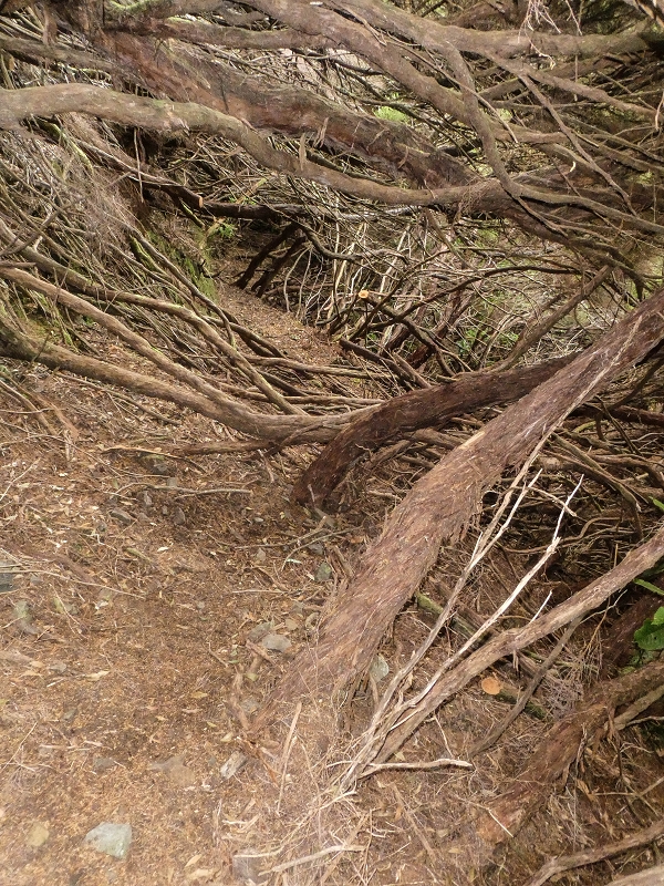 06.08.2021 Auf Entdeckungstour im Rabaçalgebiet: Tunel Vieira de Castro und Levada da Senhora — Abstieg Richtung Tunel Vieira de Castro — Foto 8
