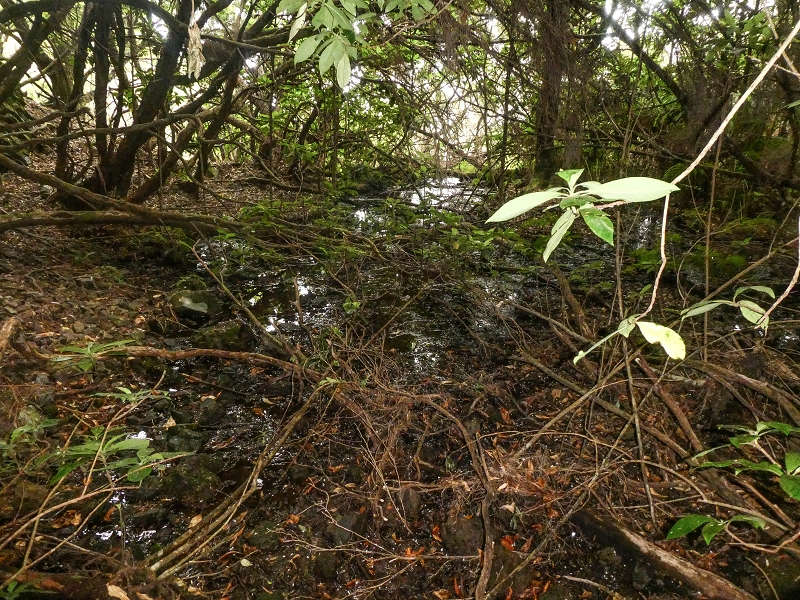 06.08.2021 Auf Entdeckungstour im Rabaçalgebiet: Tunel Vieira de Castro und Levada da Senhora — Tunel Vieira de Castro — Foto 5