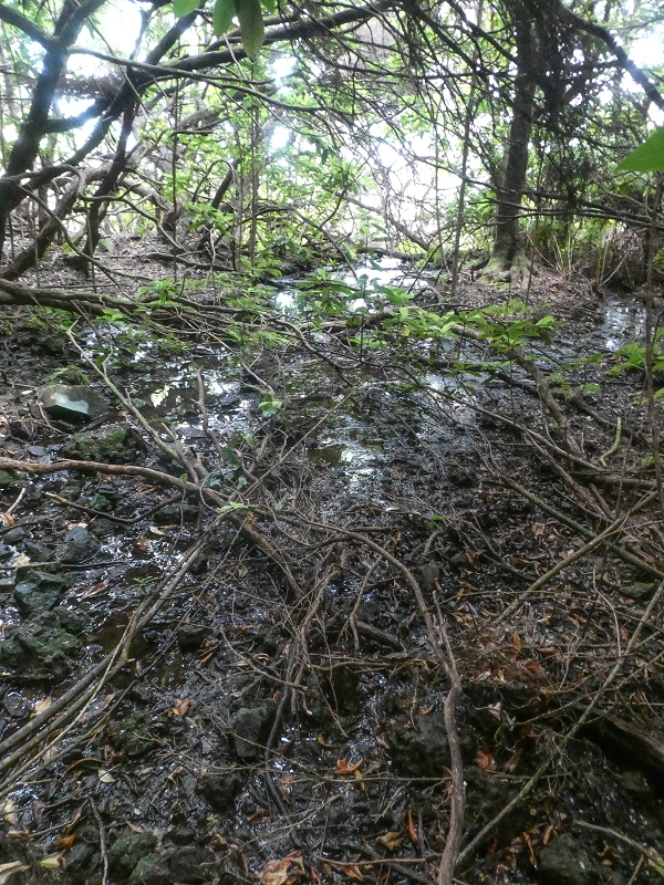 06.08.2021 Auf Entdeckungstour im Rabaçalgebiet: Tunel Vieira de Castro und Levada da Senhora — Tunel Vieira de Castro — Foto 6