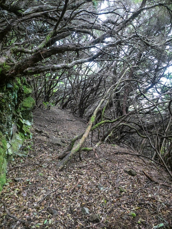 06.08.2021 Auf Entdeckungstour im Rabaçalgebiet: Tunel Vieira de Castro und Levada da Senhora — Wiederaufstieg zur Levada do Furado Velho — Foto 2