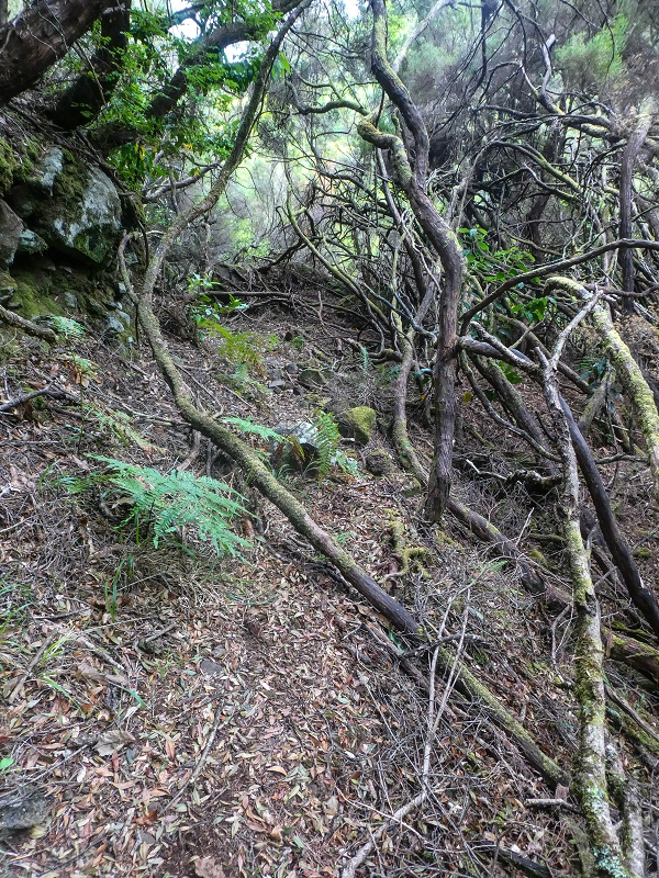 06.08.2021 Auf Entdeckungstour im Rabaçalgebiet: Tunel Vieira de Castro und Levada da Senhora — Wiederaufstieg zur Levada do Furado Velho — Foto 3