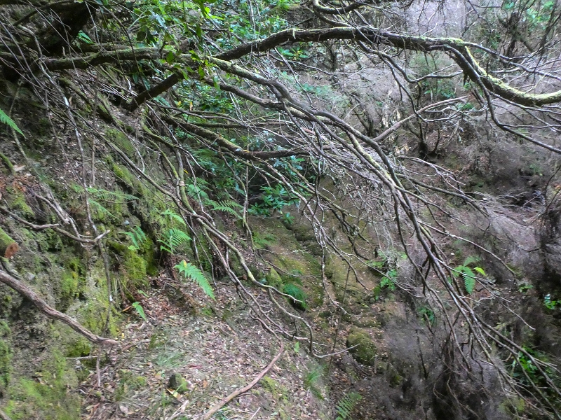 06.08.2021 Auf Entdeckungstour im Rabaçalgebiet: Tunel Vieira de Castro und Levada da Senhora — Wiederaufstieg zur Levada do Furado Velho — Foto 5
