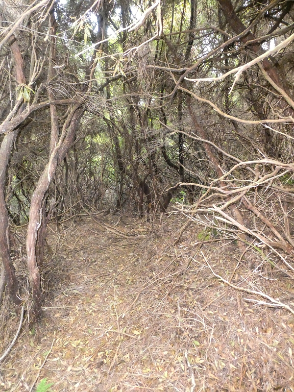06.08.2021 Auf Entdeckungstour im Rabaçalgebiet: Tunel Vieira de Castro und Levada da Senhora — Wiederaufstieg zur Levada do Furado Velho — Foto 9