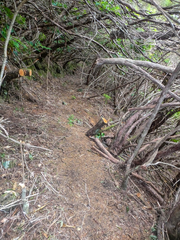 06.08.2021 Auf Entdeckungstour im Rabaçalgebiet: Tunel Vieira de Castro und Levada da Senhora — Wiederaufstieg zur Levada do Furado Velho — Foto 10