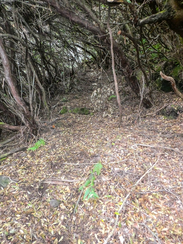 06.08.2021 Auf Entdeckungstour im Rabaçalgebiet: Tunel Vieira de Castro und Levada da Senhora — Wiederaufstieg zur Levada do Furado Velho — Foto 11