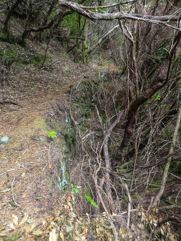 06.08.2021 Auf Entdeckungstour im Rabaçalgebiet: Tunel Vieira de Castro und Levada da Senhora — Wiederaufstieg zur Levada do Furado Velho — Foto 12