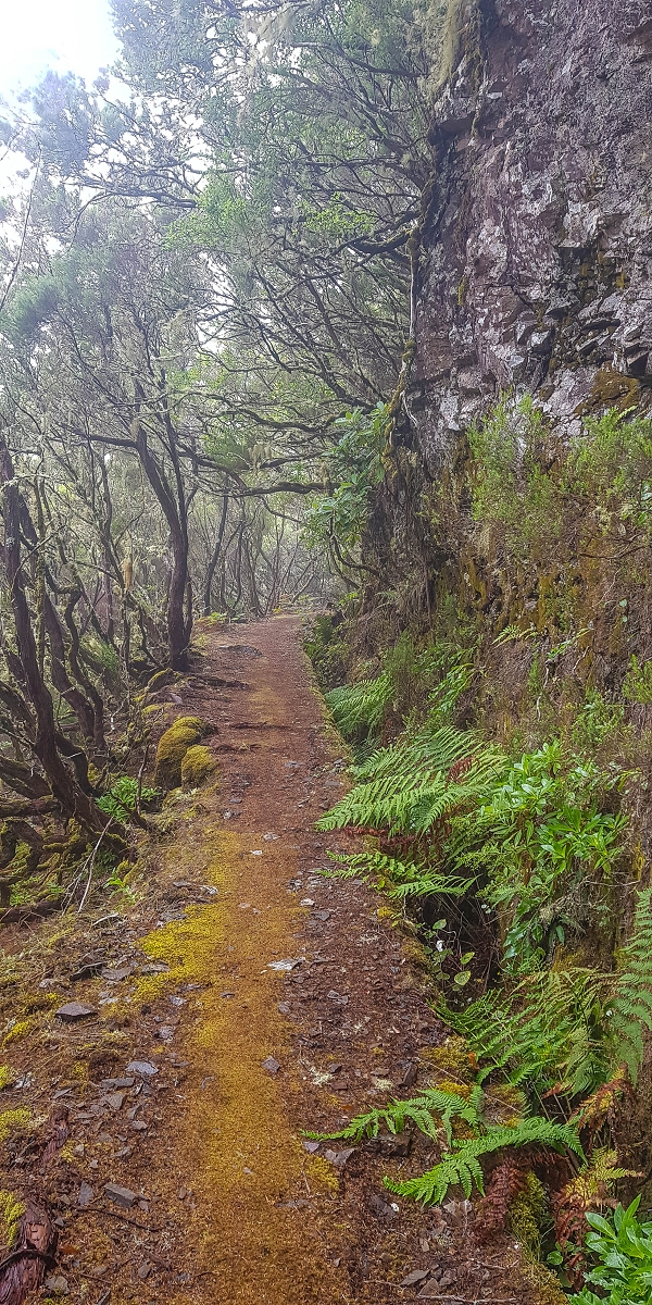 06.08.2021 Auf Entdeckungstour im Rabaçalgebiet: Tunel Vieira de Castro und Levada da Senhora — Weiter auf der Levada do Furado Velho — Foto 2