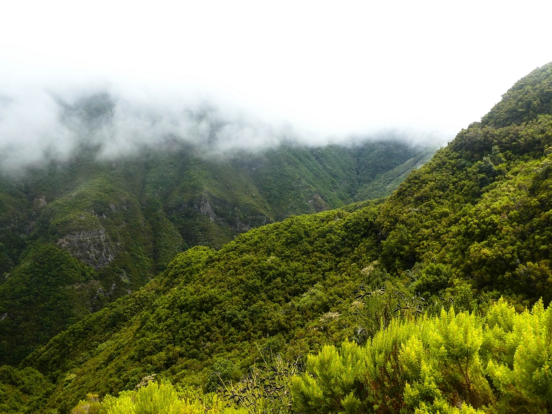 06.08.2021 Auf Entdeckungstour im Rabaçalgebiet: Tunel Vieira de Castro und Levada da Senhora — Weiter auf der Levada do Furado Velho — Foto 7